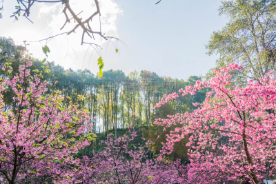 樱花,樱之花,留白,新的,水平画幅,樱桃,户外,特写,泰国,青年人