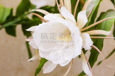 孔雀仙人掌,仙人掌,夜后草,昙花,稀缺,露水,选择对焦,美,留白,芳香的