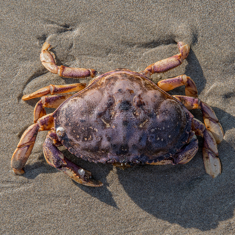 螃蟹,往下看,巨大的,水,俄勒冈州,俄勒冈郡,褐色,沙子,动物身体部位,户外