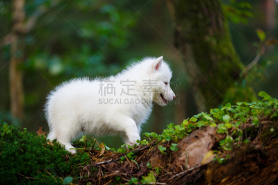 小狗,森林,野外动物,美,水平画幅,无人,苔藓,动物身体部位,户外,干的