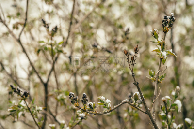 雪,早晨,特写,花蕾,灌木,季节,天气,春天,丁香花,枝