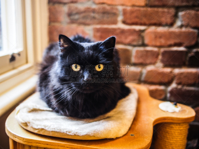 野生猫科动物,黑色,黑色星期五,猫抓板,招引手势,软垫家具,猫,领土行为,混沌,褐色