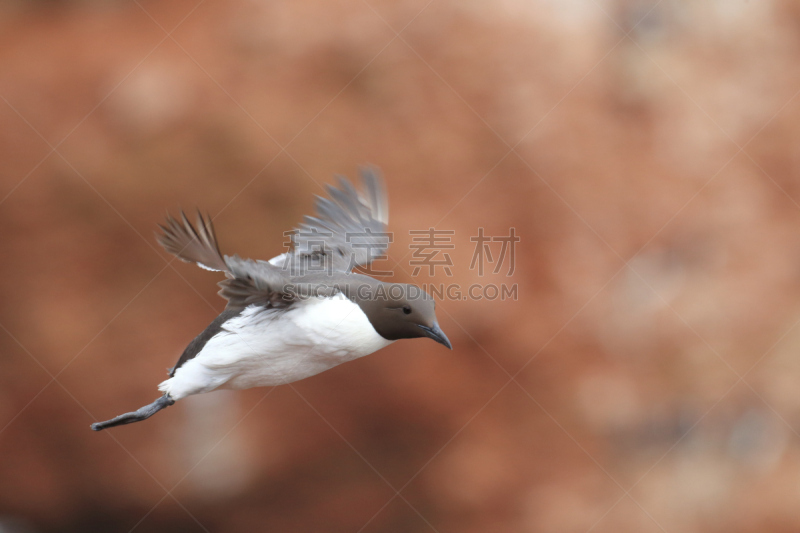 海鸽,海鸦,岛,德国,鹭管鱼,一对,水平画幅,鸟类,海岸地形,黑尔戈兰岛