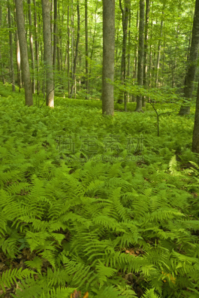 北卡罗来纳,森林,蕨类,居住区,粉色,床,自然,垂直画幅,宁静
