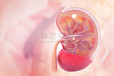 科学,人类肾脏,横截面,背景聚焦,肾脏,泌尿系统,输尿管,肾上腺