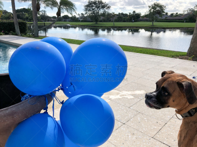 气球,狗,幸福,巨大的,进行中,水,舌头,水平画幅,沙滩派对,游泳池