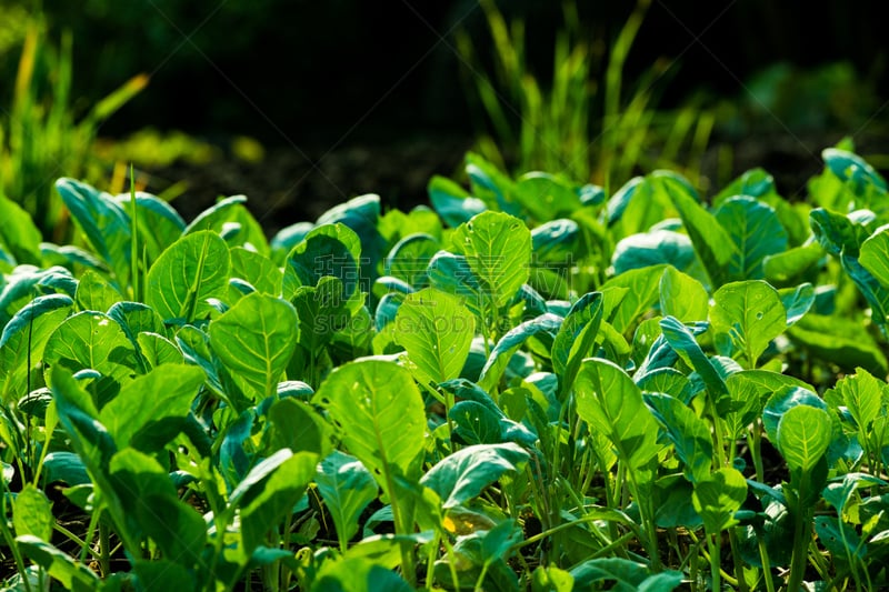 羽衣甘蓝,蔬菜,菜园,耙,水平画幅,膳食,维生素,莴苣,清新,农业