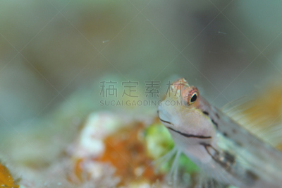 江岛无须鳚,水,水平画幅,水肺潜水,水下,野外动物,夏天,明亮,中东,礁石
