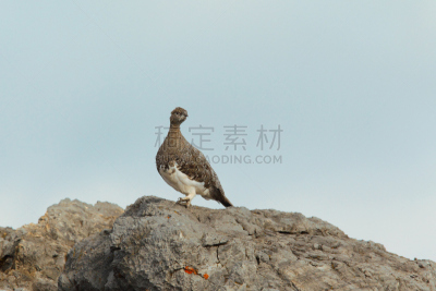 岩雷鸟,雷鸟,松鸡,摇滚乐,自然,野生动物,国家公园,水平画幅,捕猎行为,雪