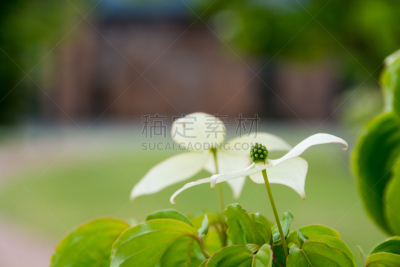 白色,派克大街,自然,贺卡,留白,水平画幅,绿色,枝繁叶茂,消息,无人