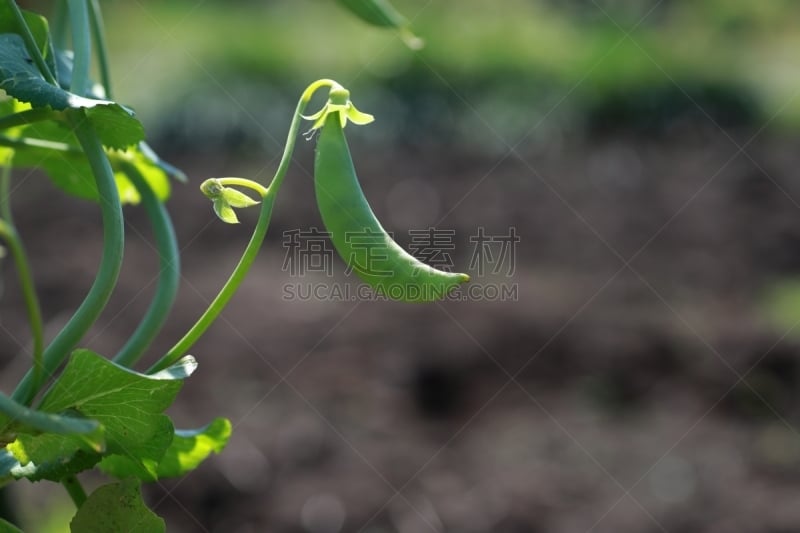 甜碗豆,自然,菜园,豌豆,水平画幅,绿色,无人,日本,有机食品,生食