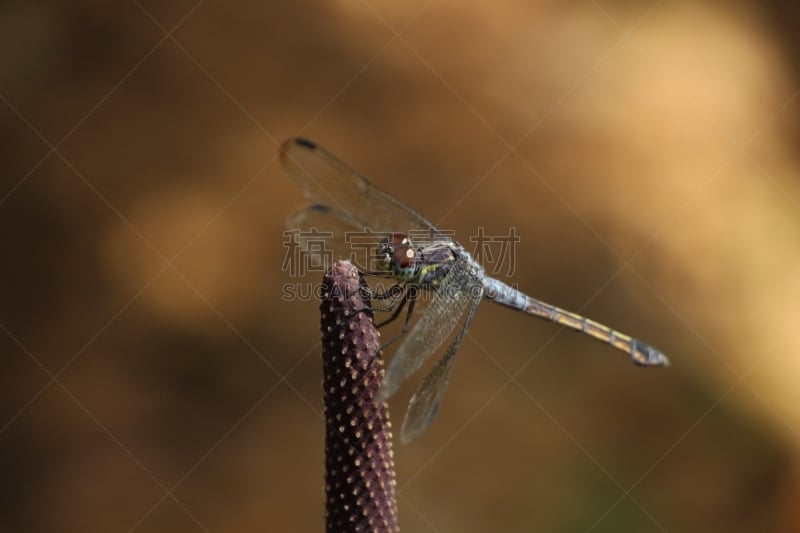 蜻蜓,绿衣蜻蜓,昆虫,自然,图像,水平画幅,大特写,前景聚焦,飞,摄影