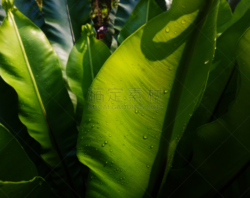 燕窝蕨,日光,清新,热带气候,环境,泰国,环境保护,春天,植物,背景