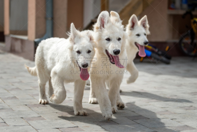 白色,德国牧羊犬,富塞,牧羊犬,牧羊人,动物头,犬科的,宠物,欢乐,水平画幅