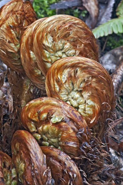 特写,蕨类,木制,厚的,图像,茎,自然,垂直画幅,鸵鸟 fern,鳞毛蕨科