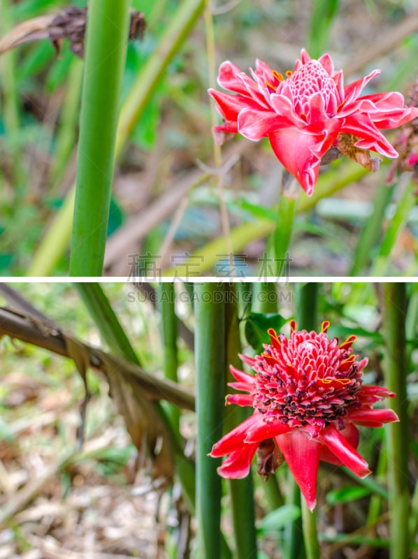 热带的花,红色,姜科,垂直画幅,美,枝繁叶茂,无人,特写,泰国,蜡