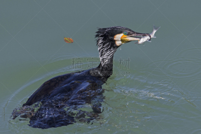 鱼类,双冠鸬鹚,水,留白,海湾沿海,褐色,动物嘴,颈,水平画幅,无人