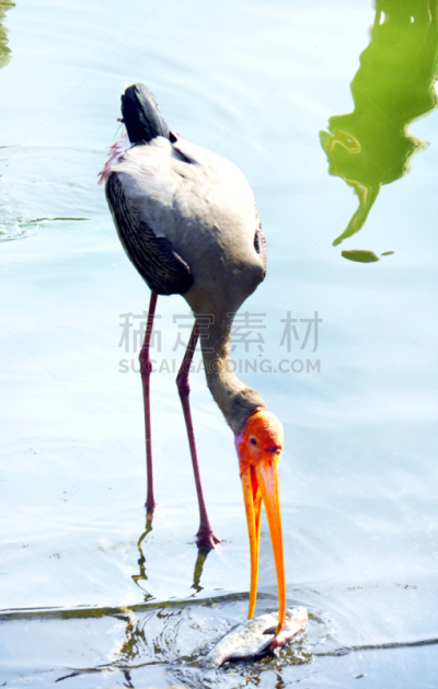 白昼,膳食,垂直画幅,天空,白鹤,动物身体部位,曙暮光,野外动物,夏天,草