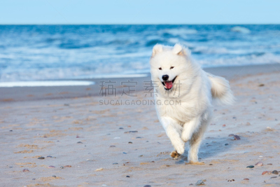 萨摩耶犬,海洋,海滩,狗,白色,莱卡犬,自然,幸福,水平画幅,可爱的