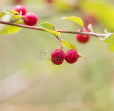 灌木,浆果,自然,红松,无人,哈萨克斯坦,法明代尔,植物,收获月,图像