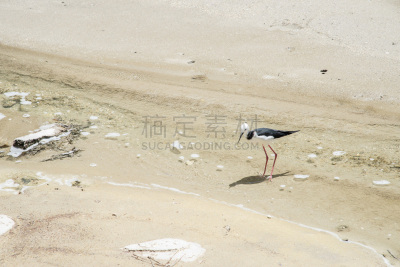 高跷,高对比度,动物,鸟类,动物习性,流水,阴影,全身像,户外,lake taupo
