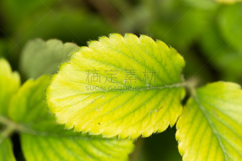 背景,接力赛,草莓,叶子,图像技术,哈萨克斯坦,图像,浆果,熟的,无人