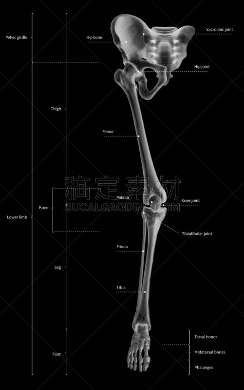 四肢,图表,骨骼,黑白图片,信息图表,腿骨,,教育