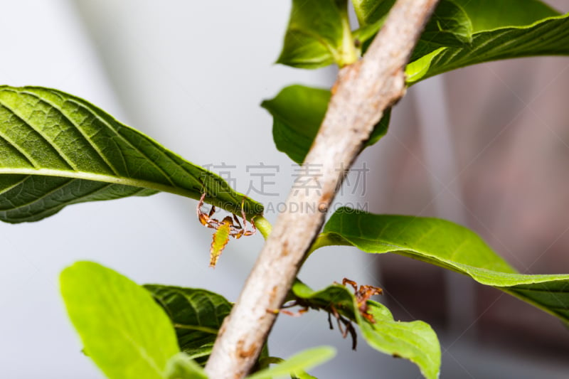 绿色,竹笋虫科,寄主植物,特写,彩色图片,红松,自然,无脊椎动物,野生动物,水平画幅