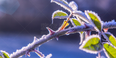 霜,冬天,灌木,野玫瑰果,大特写,自然,水平画幅,雪,无人