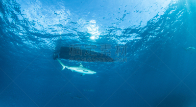 礁鲨,自然,野生动物,水平画幅,水肺潜水,无人,蓝色,水下,野外动物,夏天