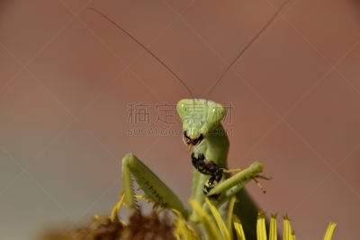 雌性动物,螳螂,黄蜂,正面视角,水平画幅,尖的,无人,科学,动物身体部位,野外动物