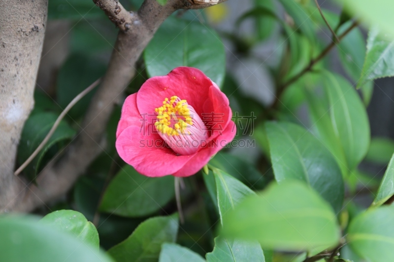 茶花,松山,爱媛县,水平画幅,无人,日本,户外,仅一朵花,红色,植物