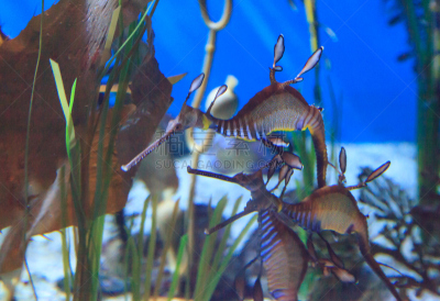 长海龙,自然,鱼缸,水族馆,透明,人工饲养动物,生活方式,图像,海洋,海龙