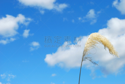 草,云,动物头,植物大小,植物类型,潘帕斯大草原,奶油色,毛利人,天空,留白