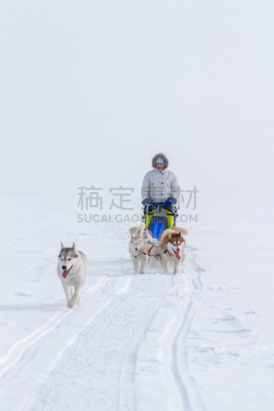 雪,动物雪车,冬天,狗拉雪橇驾驶员,女人,赛狗比赛,在之后,活力,动物拉雪橇比赛,可爱的
