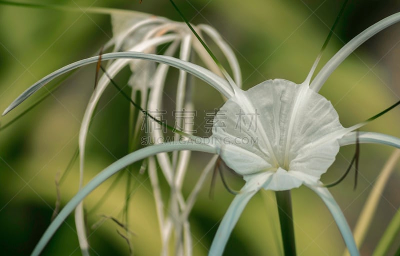 绿色背景,蜘蛛百合,白色,美,水平画幅,枝繁叶茂,水鬼蕉,户外,特写,泰国