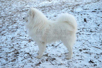 萨摩耶犬,白色,狗,自然美,莱卡犬,美,公园,水平画幅,斯皮茨狗,雪