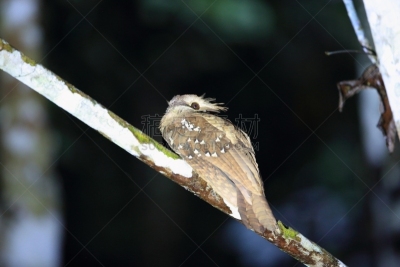 婆罗洲岛,沙巴州,马来西亚,巨大的,达浓谷地,自然,美,danum valley conservation area,野生动物,水平画幅