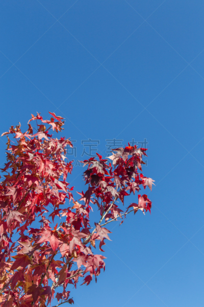 秋天,垂直画幅,天空,公园,边框,纹理效果,无人,特写,彩色图片,叶子