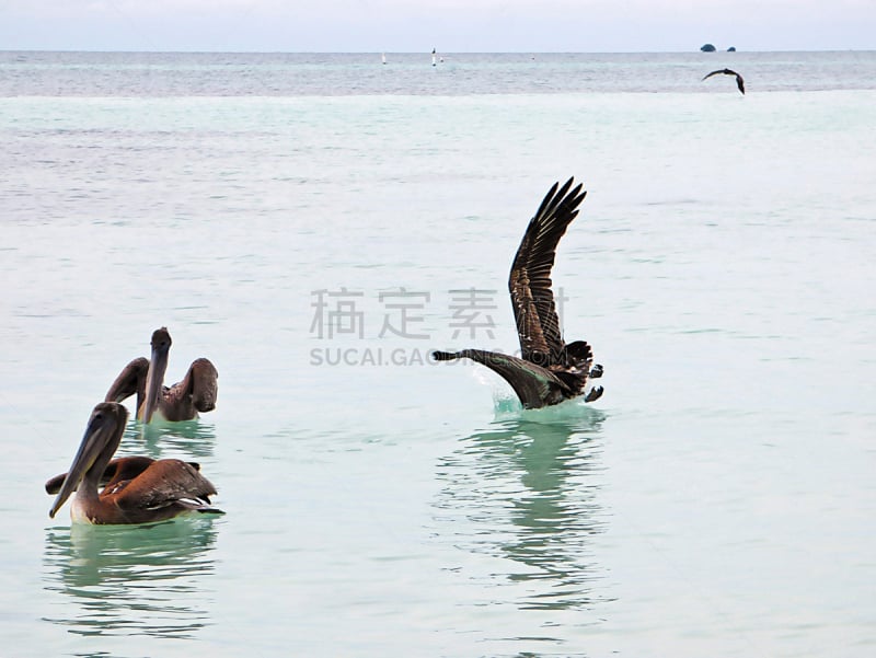 巴伊亚宏达州立公园,佛罗里达群岛,鹈鹕,bahia honda key,海滩,水平画幅,无人,墨西哥湾沿岸国家,户外,摄影