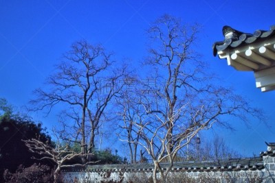 天空,蓝色,秃树,庆州市,宁静,水平画幅,无人,冬天,著名景点,枝