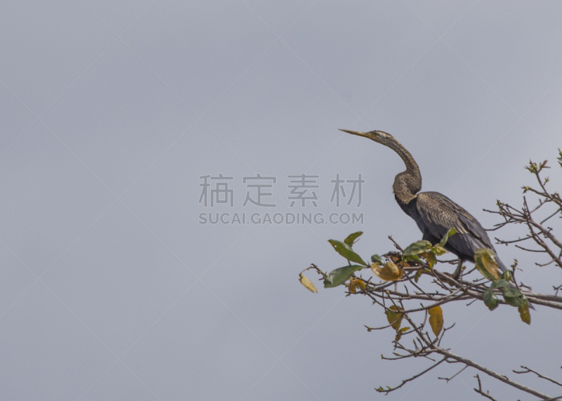 紫鹭,白尼罗河,水平画幅,鸟类,野外动物,沼泽,户外,湖,草,运动