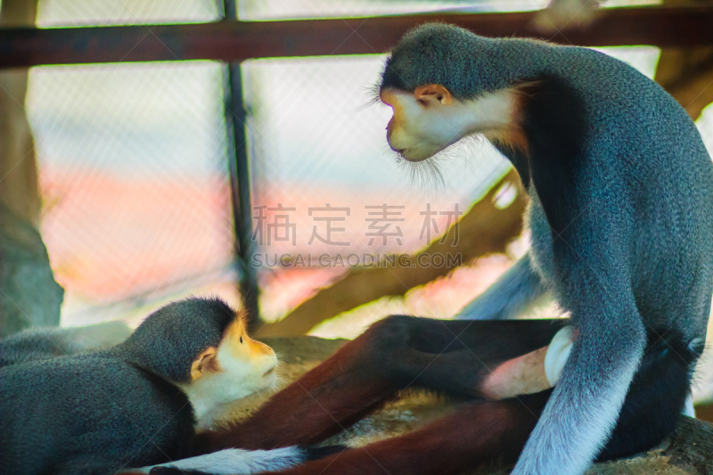 douc langur,猴子,可爱的,动物,猿,灵长目,色彩鲜艳,地球形,莫斯特,显现