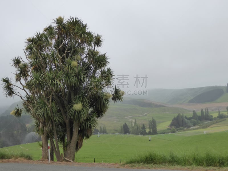 新西兰,棕榈树,丝兰,灌溉设备,水平画幅,山,无人,户外,约书亚树,田园风光