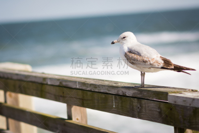 码头,海鸥,野生动物,美国,水平画幅,无人,鸟类,大西洋,佛罗里达,水下