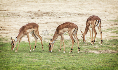 Brow-Antlered Deer,自然美,自然,野生动物,水平画幅,无人,野外动物,兽群,鹿,哺乳纲