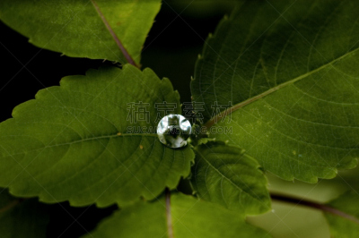 水,水滴,维管束,式样,暴风雨,水平画幅,绿色,无人,雨,彩色图片