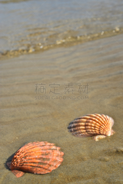 贝壳,海滩,墨西哥,考特斯海,下加利福尼亚州,水边,自然,垂直画幅,水,美国
