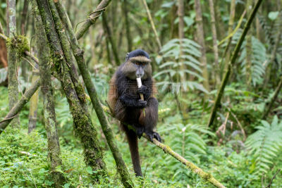 parc national des volcans,金丝猴,笋,卢旺达,猴子,自然,野生动物,美国,水平画幅,绿色