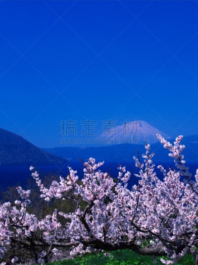 洞爷湖,北海道,非凡的,富士山,风景,欲望,有珠山,梅子,羊蹄山,梅花